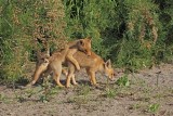 Eurasian Red Fox - (Vulpes vulpes crucigera)