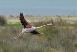 Flamingo (Phoenicopterus roseus)