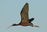 Glossy Ibis (Plegadis falcinellus)