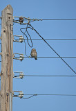 Little Owl (Athene noctua)