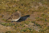 Temminck's Stint (Calidris or Erolia temminckii)