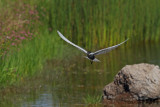 Whiskered Tern (Chlidonias hybridus)