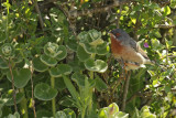 Eastern Subalpine Warbler (Sylvia cantillans ssp. albistriata) 