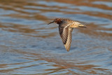 Curlew Sandpiper (Calidris ferruginea)