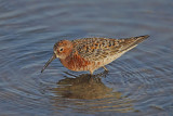 Curlew Sandpiper (Calidris ferruginea)