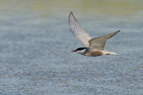 Whiskered Tern (Chlidonias hybridus)