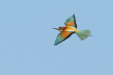 European Bee-eater (Merops apiaster)