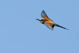 European Bee-eater (Merops apiaster)
