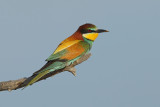 European Bee-eater (Merops apiaster)