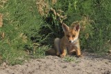 Eurasian Red Fox - (Vulpes vulpes crucigera)