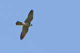 Hobby (Falco subbuteo)