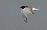 White-winged Black Tern (Chlidonias leucopterus)