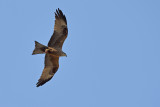 Black Kite  (Milvus migrans)