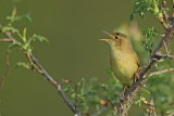 Gallery Common Grashopper Warbler