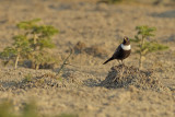 Gallery Ring Ouzel