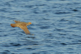 Gallery Grey Partridge