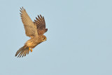 Gallery Common Kestrel