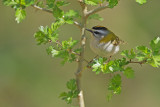 Gallery Common Firecrest