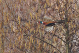 Gallery Common Pheasant