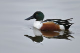 Gallery Northern Shoveler