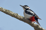 Gallery Great spotted Woodpecker