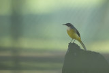 Grey Wagtail (Motacilla cinerea) 