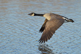 Canada Goose (Branta canadensis) 