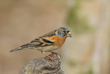 Brambling (Fringilla montifringilla) 