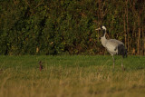 Eurasian Crane (Grus grus)