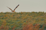 Short-eared Owl (Asio flammeus)