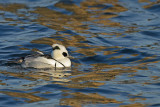 Smew (Mergellus albellus)