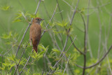 Nightingale (Luscinia megarhynchos)