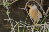 Little Bittern (Ixobrychus minutus) 