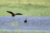 Glossy Ibis (Plegadis falcinellus)