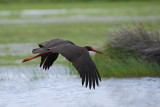 Black Stork  (Ciconia nigra)