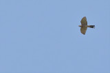  Levant sparrowhawk (Accipiter brevipes)