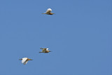 Squacco Heron (Ardeola ralloides)