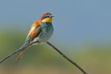 European Bee-eater (Merops apiaster)