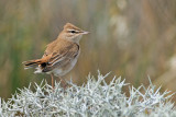 Eastern Rufous-tailed Scrub-robin (Cercotrichas galactotes)