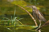 Little Bittern Lesvos