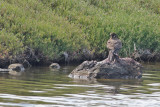 Gallery Peregrine
