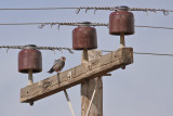 Gallery Red Footed Falcon