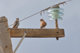 Falcons