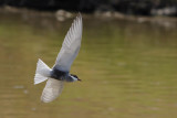 Gallery Whiskered Tern