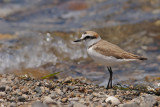 Gallery Kentish Plover