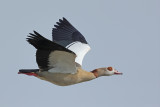 Egyptian goose (Alopochen aegyptiaca)