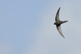 Common Swift (Apus apus)