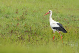 White Stork (Ciconia ciconia) 