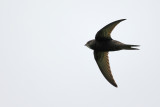 Common Swift (Apus apus)