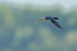 Common Cuckoo (Cuculus canorus)